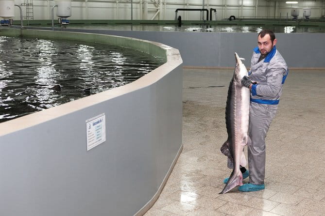 Black Caviar and Sparkling Wine Tour - Why This Tour Is a Good Choice