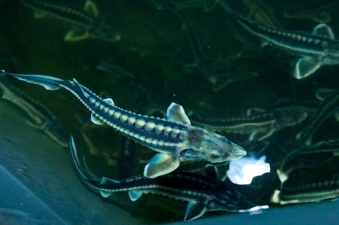 Black Caviar and Sparkling Wine Tour - Final Thoughts