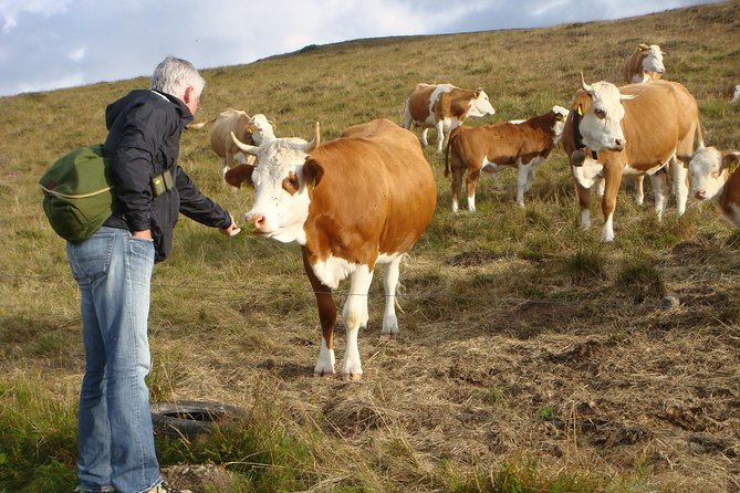 Black Forest Tour by Car - Start Offenburg or Freiburg - Participation and Suitability