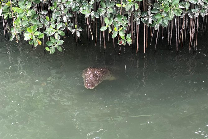 Black River Safari, YS Falls and Appleton Estate - Included in the Tour