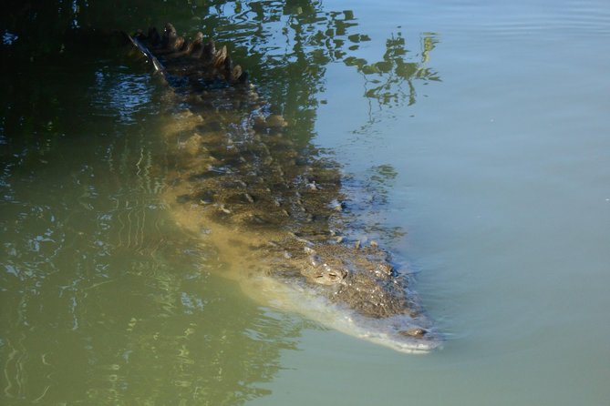 Black River Safari, YS Falls and Appleton Rum Tour With Lunch - Customer Reviews