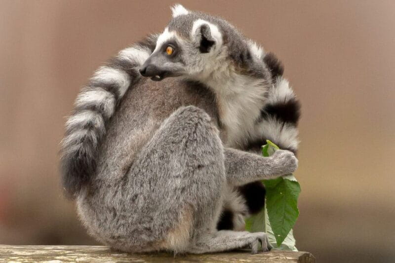 Blackpool: Zoo Admission Ticket - Dinosaur Safari and Unique Exhibits