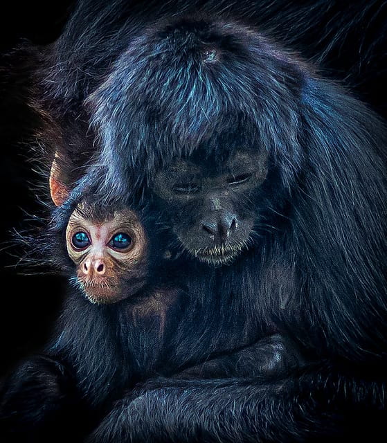 Blackpool: Zoo Admission Ticket - Who Will Love Blackpool Zoo?