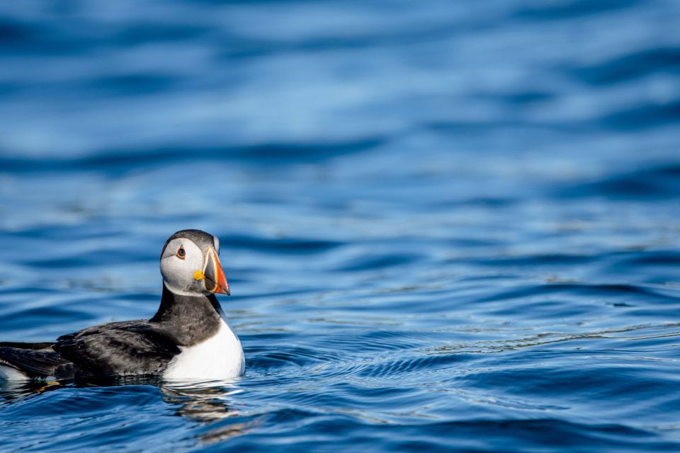 Bleik: Whale Watching by Speedboat With Puffins and Muffins - Enjoying Tea, Coffee, and Muffins