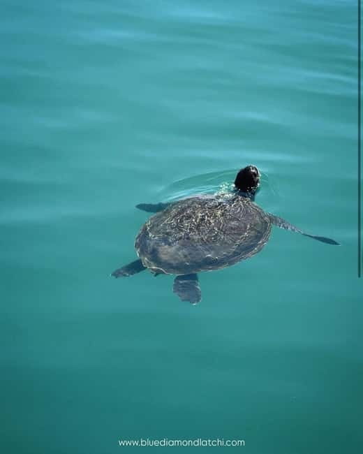 Blue Lagoon cruise with slide departing from Latchi harbour - Who Will Love This Cruise?