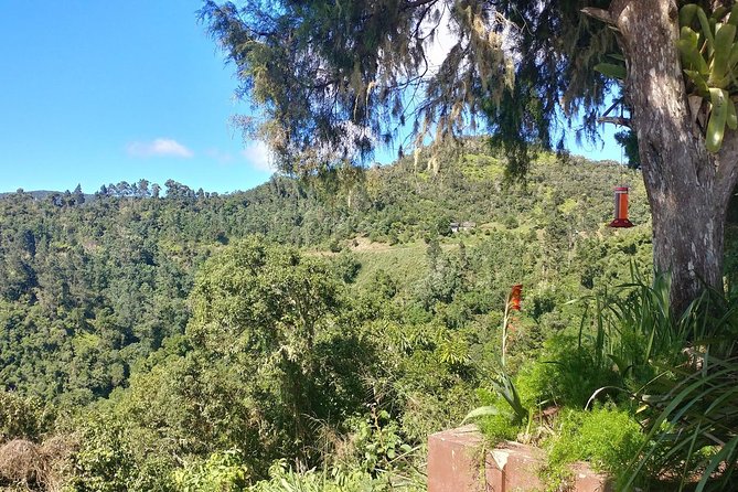 Blue Mountains Coffee Private Tour From Kingston - Tasting the Local Coffee Brew
