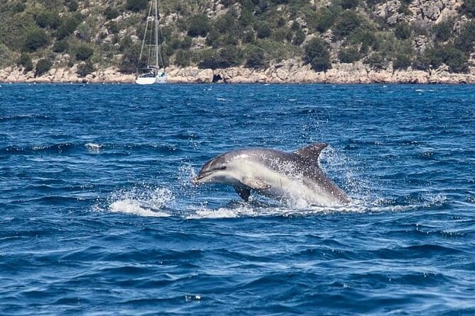 Boat Dolphins Safari and Snorkeling - Price and Value