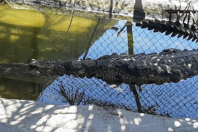 Boat Ride-Gentle Beach Beach Horseback Ride+Lunch-Crocs-Turtles - Key Points / Takeaways