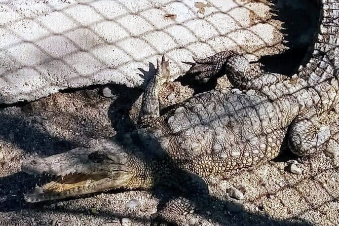 Boat Ride-Gentle Beach Beach Horseback Ride+Lunch-Crocs-Turtles - Who Will Love This Tour?