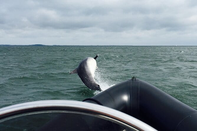 Boat Seafari Adventure - Assessing the Experience in Detail