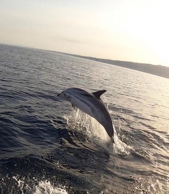 boat tour exploring and searching for dolphins in Acitrezza - The Charm of Aci Trezza’s Coast and Marine Life