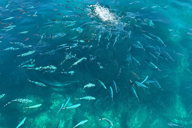 Boat Tour to Procida and Ischia, discover Private Secret Beaches - Key Points / Takeaways