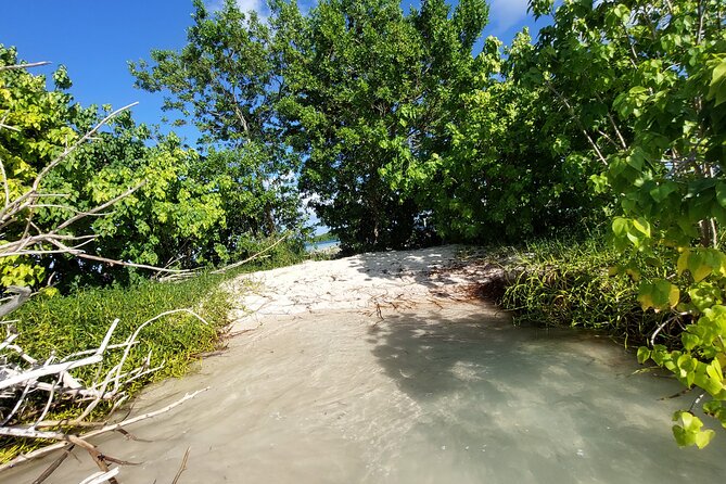 Boat Trip Visit Mangroves, Islets and Lagoon - Accessibility and Restrictions