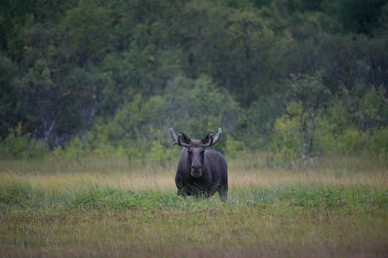 Bodø: Moose Safari Tour - Key points / Takeaways