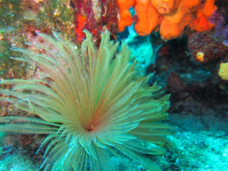 Bodrum: Scuba Diving Trip with Lunch - Who Should Consider This Tour?