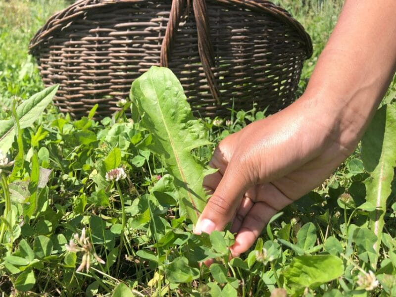 Bologna Forlì: foraging, looking for wild edible herbs - Exploring the Foraging Experience in Detail
