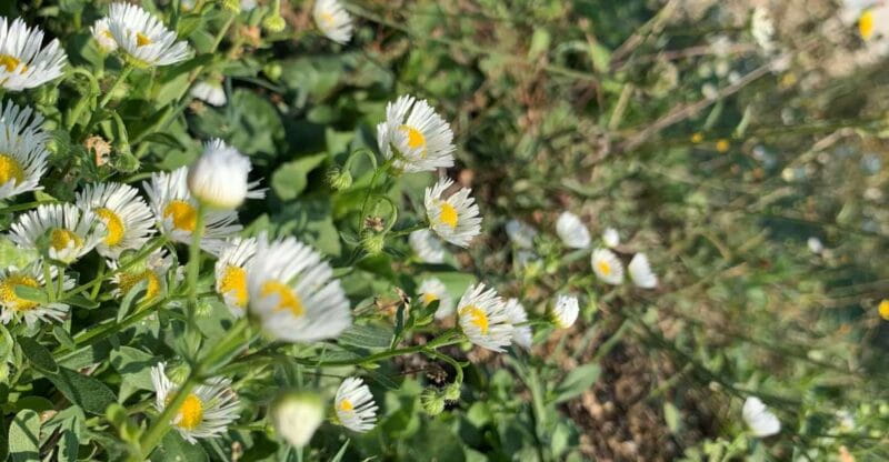 Bologna Forlì: foraging, looking for wild edible herbs - Price and Value