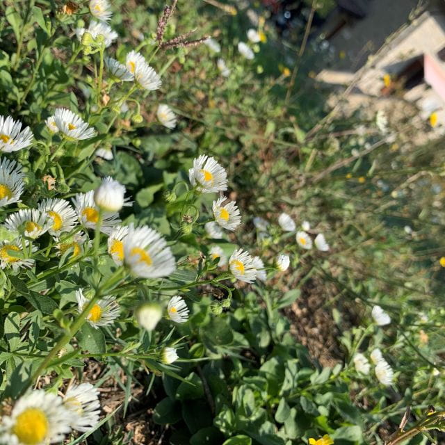 Bologna Forlì: foraging, looking for wild edible herbs - The Sum Up