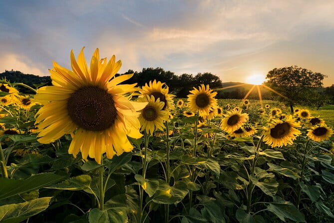 Bologna Surroundings Photo Tour: Rolling Hills and Badlands - A Detailed Look at the Bologna Surroundings Photo Tour