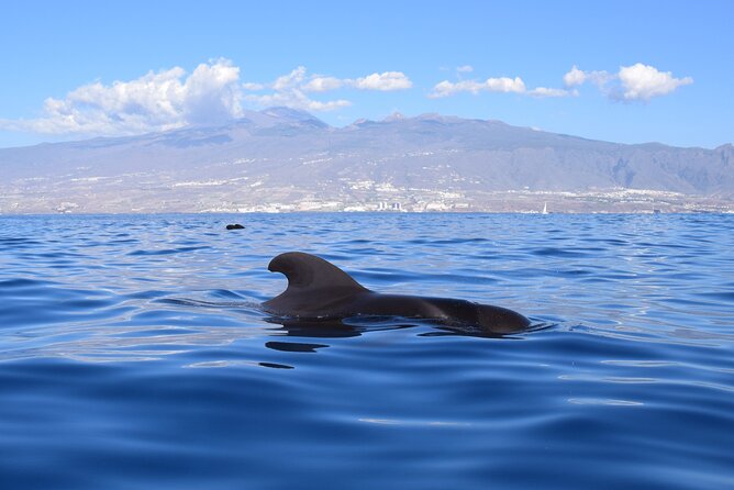 Bonadea II Ecological Whale Watching, 2 Hours - Cancellation Policy