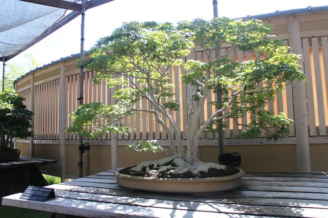 Bonsai Museum & Bonsai Experience - Health and Accessibility Considerations