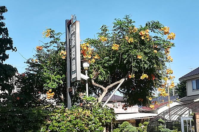 Bonsai Museum & Bonsai Experience - Pricing and Gratuities