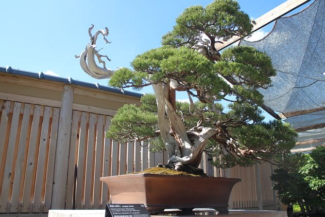 Bonsai Museum & Bonsai Experience - Highlights of the Bonsai Class