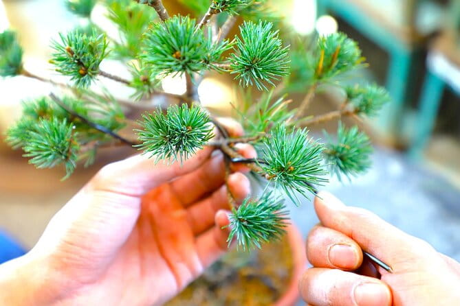 Bonsai Tour & Experience at the Most Sacred City for Bonsai in JP - Exploring the Bonsai-cho Region