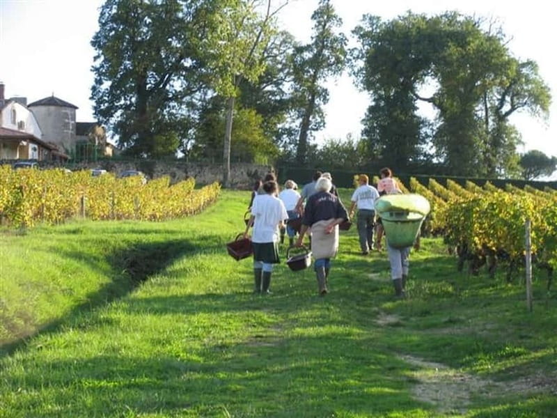 Bordeaux: Graves, Pessac-Léognan, and Sauternes Vineyards - Key Points / Takeaways