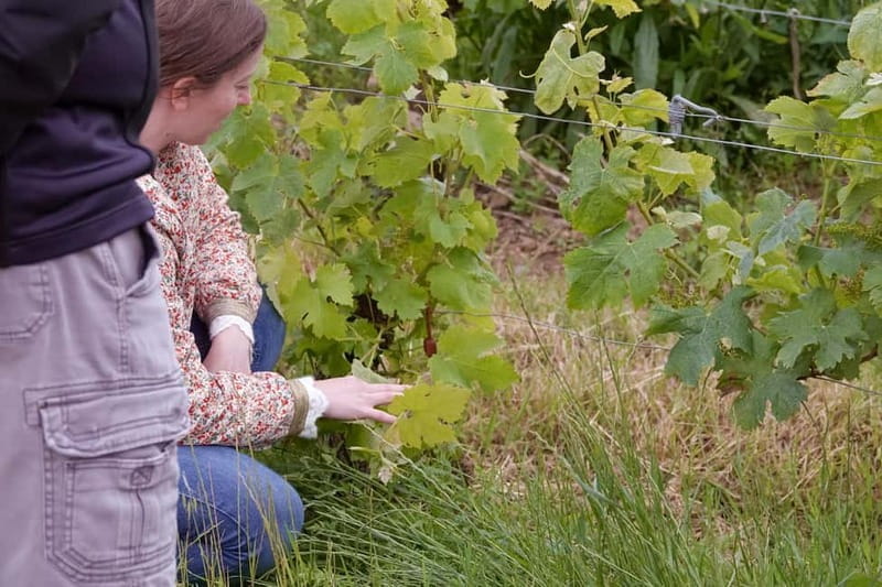 Bordeaux: St. Emilion Wine and E-Bike Tour with Lunch - The Final Rides and Tastings