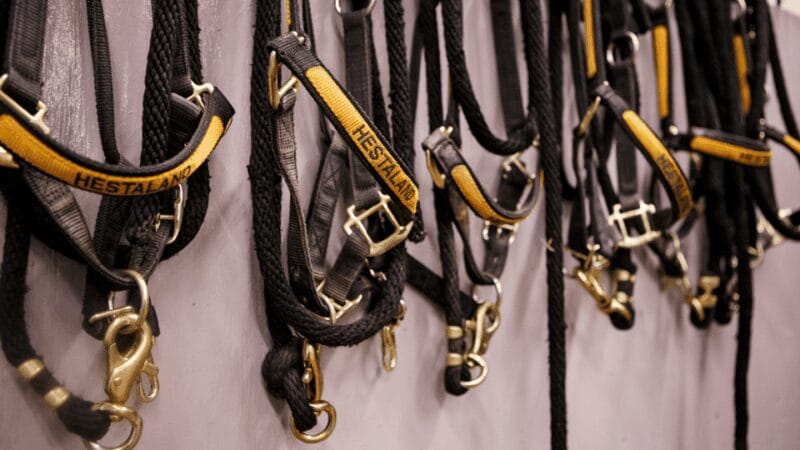 Borgarnes: Horseback Riding Tour with Prep Lesson - Entering the World of Icelandic Horses: What to Expect