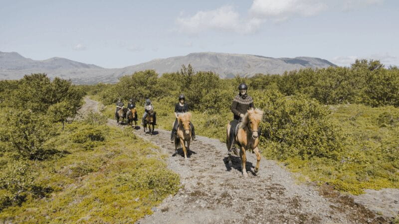 Borgarnes: Horseback Riding Tour with Prep Lesson - Who Will Love This Experience?