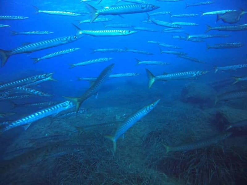 Bormes-les-Mimosas: Introductory diving session - Exploring the Itinerary and What You Can Expect