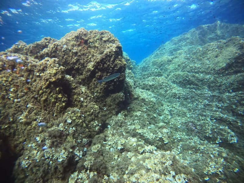 Bormes-les-Mimosas: Introductory diving session - Who Should Consider This Experience?