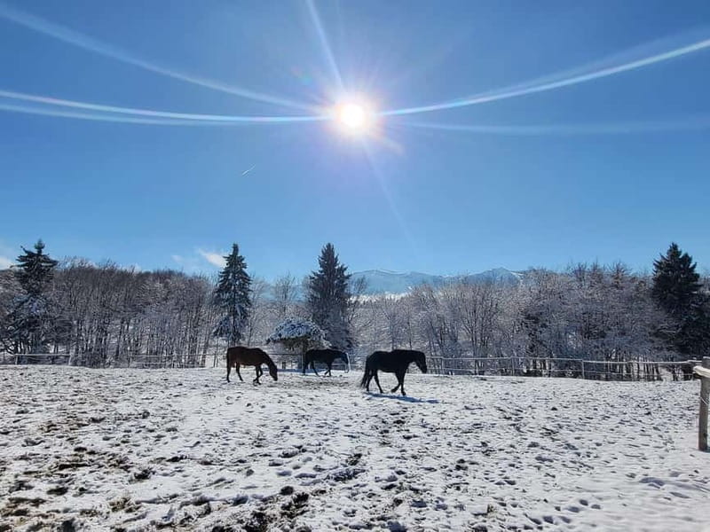 Borovets: Horse Riding Experience - The Unique Charm of the Ranch and Guides