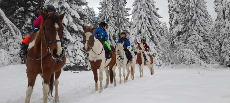 Borovets: Horse Riding Experience - Who Should Book This Tour?