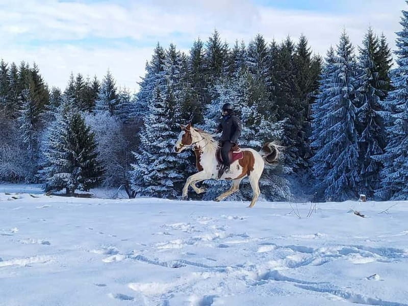 Borovets: Horse Riding Experience - Final Thoughts