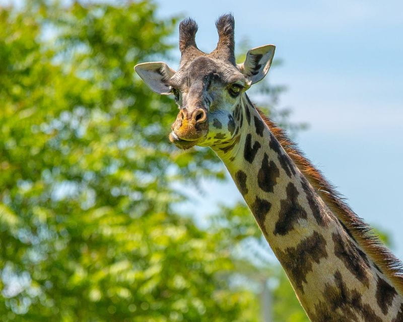 Boston: Franklin Park Zoo Entry Ticket - Key Points