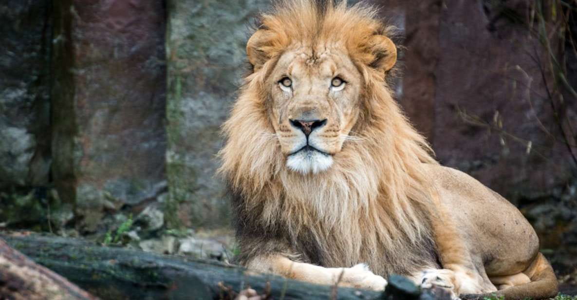 Boston: Franklin Park Zoo Entry Ticket - Animal Exhibits and Highlights