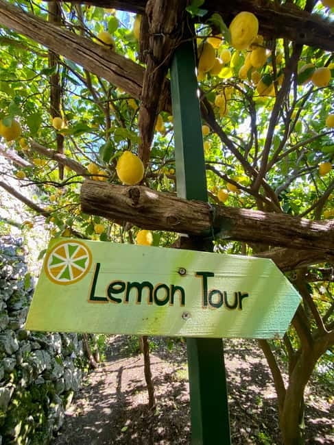 Botanic naturalistic Lemon tour & tasting - Key Points / Takeaways