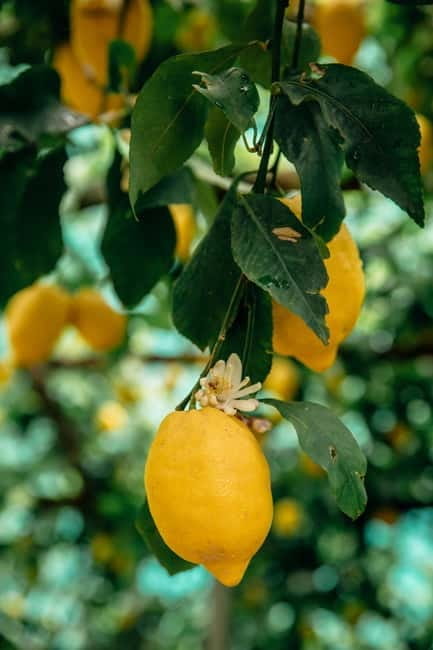 Botanic naturalistic Lemon tour & tasting - FAQ