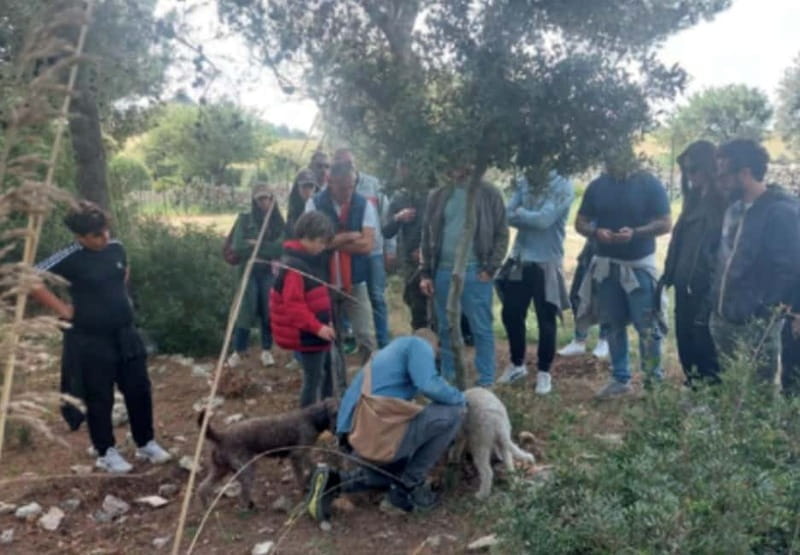 Botanical workshop & Nepeta's bitters tasting in Val di Noto - Introduction: A Unique Blend of Nature, Art, and Flavors in Sicily