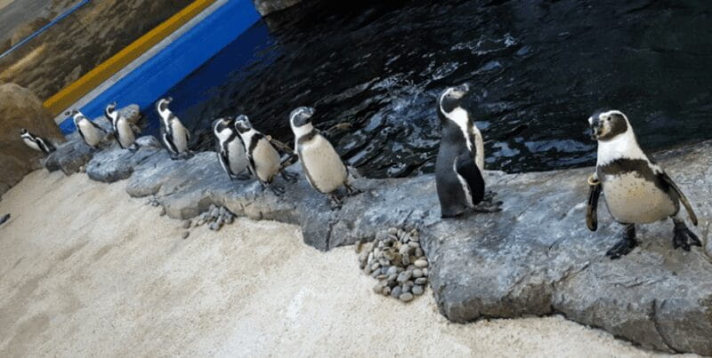 Bournemouth Oceanarium Ticket - Limited but Meaningful Exhibits