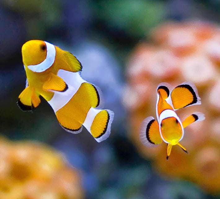 Bournemouth Oceanarium Ticket - Pricing and Value Analysis