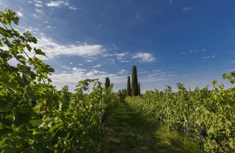Boutique Winery Tour & Tasting in Valpolicella - Key Points / Takeaways