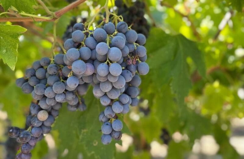 Boutique Winery Tour & Tasting in Valpolicella - Who Will Love This Tour?