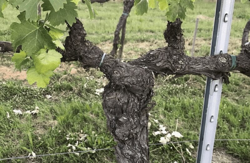 Boutique Winery Visit & Wine Tasting near Arezzo - Discovering Tuscany’s Boutique Charm: An Authentic Experience Near Arezzo