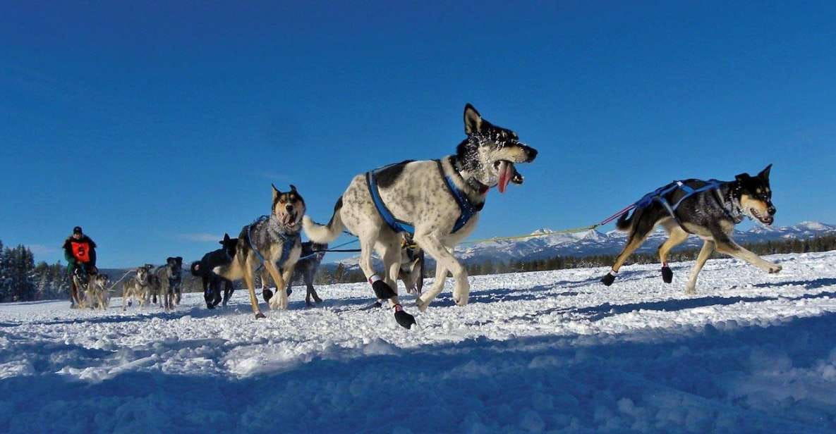 Bozeman: 6 Day Yellowstone Winter Wonderland Tour - Key Points