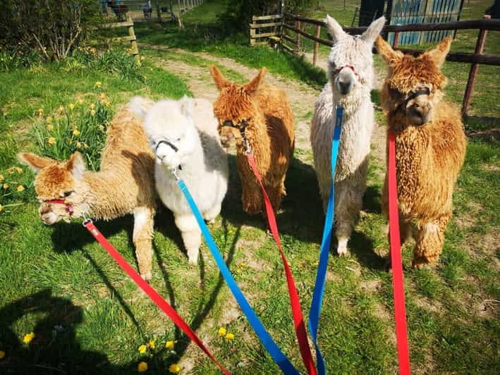 Brackenfield: Alpaca Trek - Why It’s Good Value