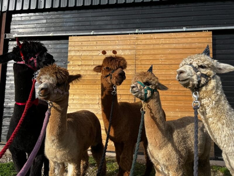 Brackenfield: Alpaca Trek - Final Thoughts: Who Should Book This?